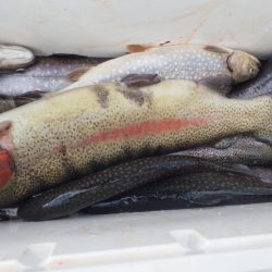 フィッシングレイクたかみや 釣果