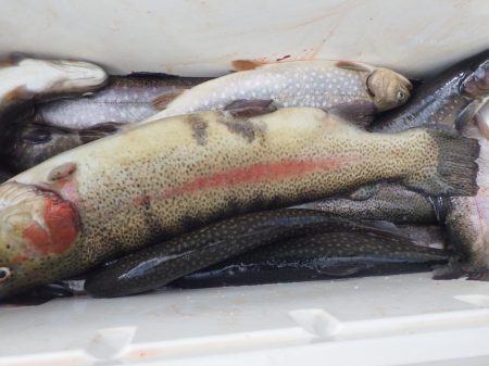 フィッシングレイクたかみや 釣果