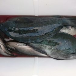 千津丸 釣果