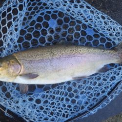 フィッシングレイクたかみや 釣果