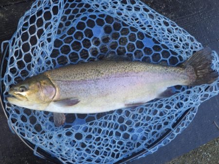 フィッシングレイクたかみや 釣果