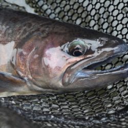 小菅トラウトガーデン 釣果