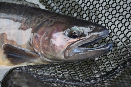 小菅トラウトガーデン 釣果