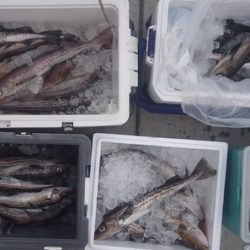 気仙沼　つり丸 釣果