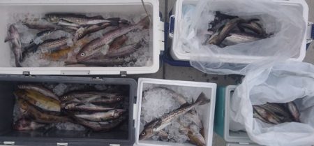 気仙沼　つり丸 釣果