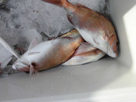 大進丸（新潟） 釣果