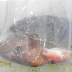 こうゆう丸 釣果