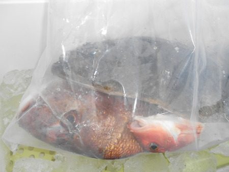 こうゆう丸 釣果