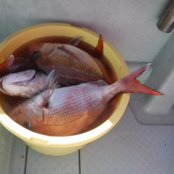 遊漁船 幸友丸 釣果