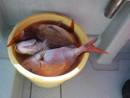 遊漁船 幸友丸 釣果