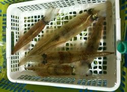 ディープ オーシャン 釣果