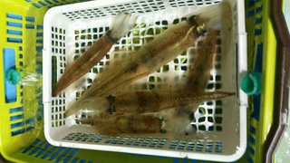 ディープ オーシャン 釣果