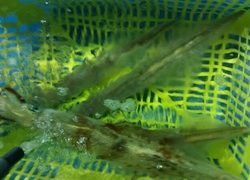 ディープ オーシャン 釣果