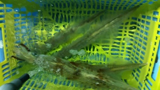 ディープ オーシャン 釣果