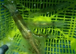 ディープ オーシャン 釣果