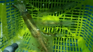 ディープ オーシャン 釣果