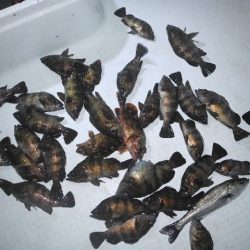 TOPGUN名古屋 釣果