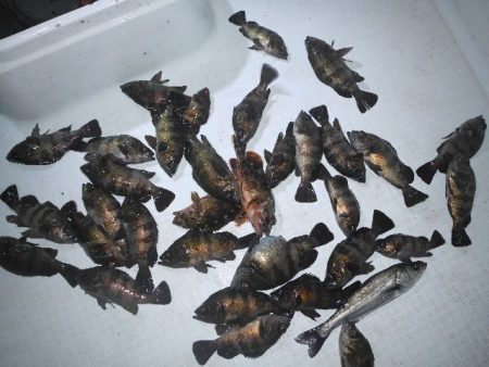 TOPGUN名古屋 釣果