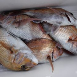 遊漁船 幸友丸 釣果