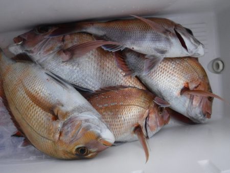 遊漁船 幸友丸 釣果