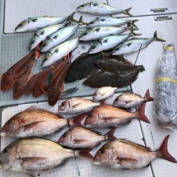 ふじしめ丸 釣果