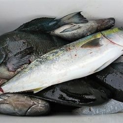 しば渡船 釣果