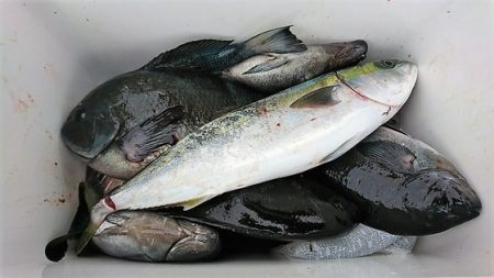 しば渡船 釣果