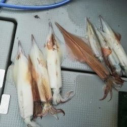 IDATEN(イダテン) 釣果