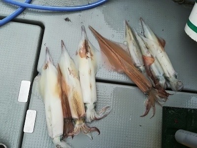 IDATEN(イダテン) 釣果