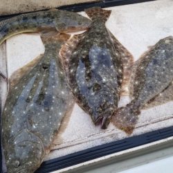 Magic(マジック) 釣果