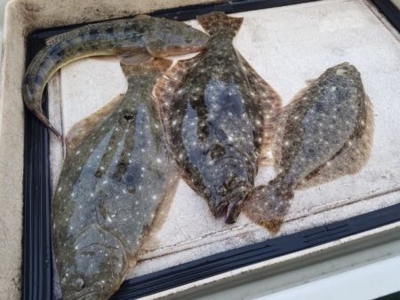 Magic(マジック) 釣果