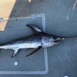 へいみつ丸 釣果