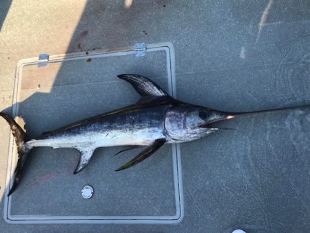 へいみつ丸 釣果