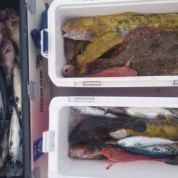 気仙沼 つり丸 釣果