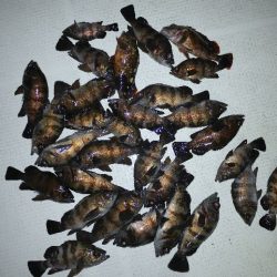 TOPGUN名古屋 釣果