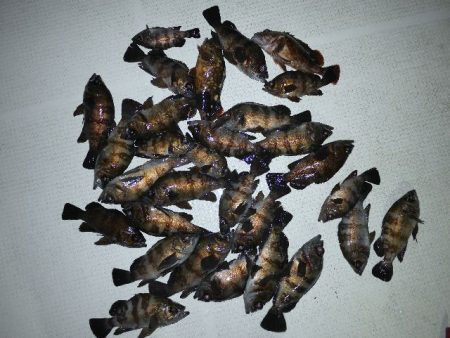 TOPGUN名古屋 釣果