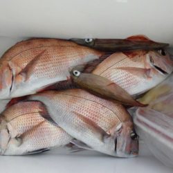 大進丸(新潟) 釣果