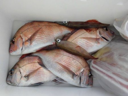 大進丸（新潟） 釣果