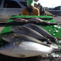 カタタのつり堀 釣果