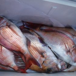 遊漁船 幸友丸 釣果