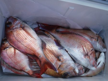 遊漁船 幸友丸 釣果