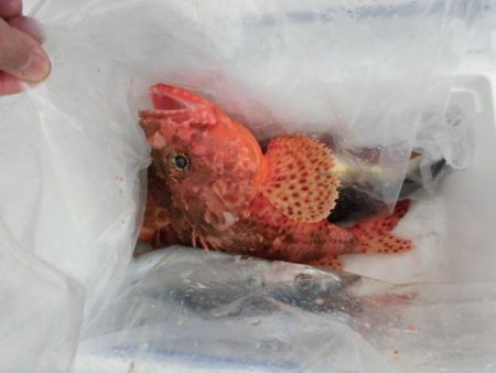 大進丸(新潟) 釣果