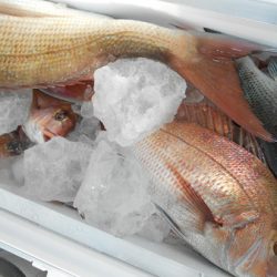 こうゆう丸 釣果