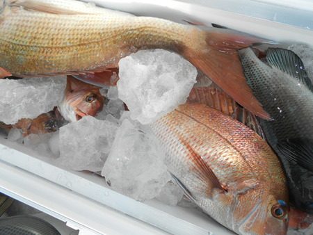 こうゆう丸 釣果