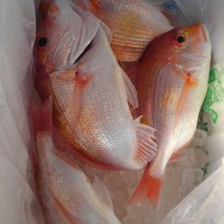 遊漁船 新鋭丸 釣果