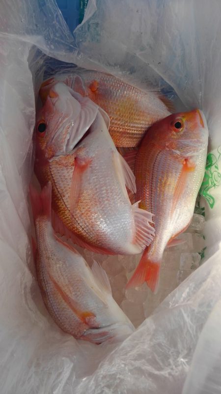 遊漁船 新鋭丸 釣果