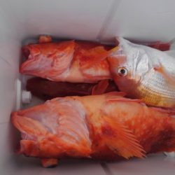 遊漁船 新鋭丸 釣果