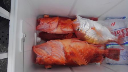 遊漁船 新鋭丸 釣果