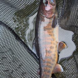 小菅トラウトガーデン 釣果