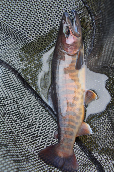 小菅トラウトガーデン 釣果